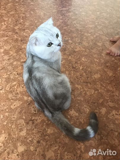 Шотландская