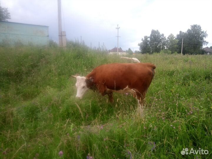 Продам корову первотелку