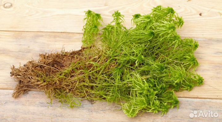 Продам мох сфагнум