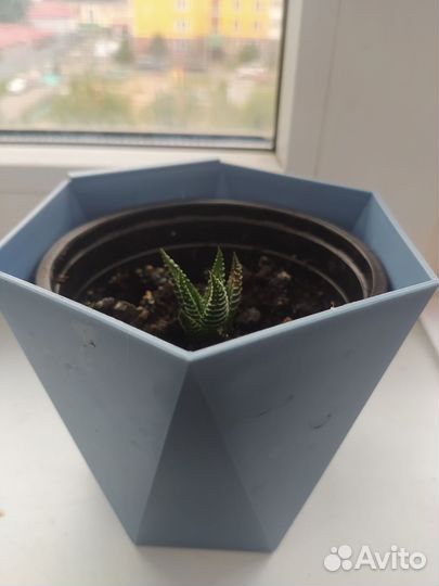 Цветочек в горшочке