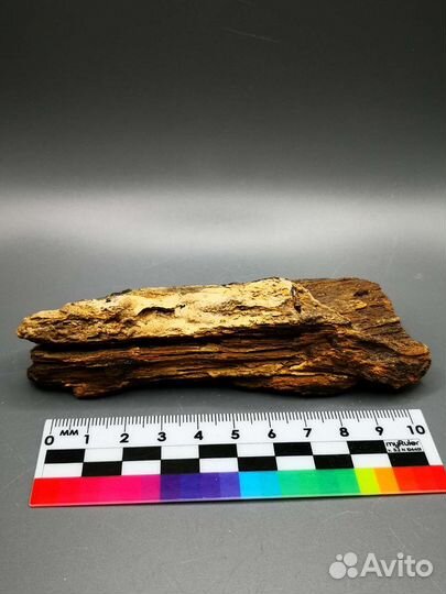 Окаменелое дерево