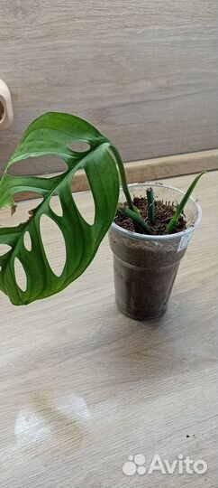 Монстера Адансона