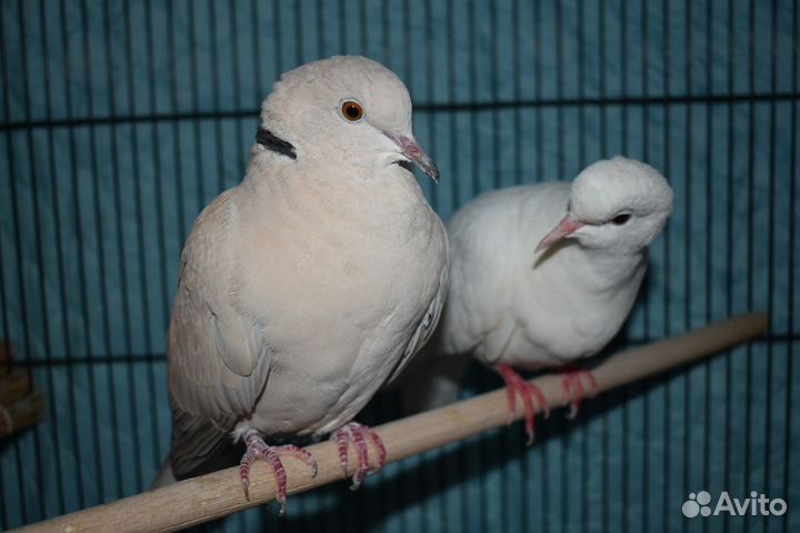 Смеющаяся горлица парочка с клеткой