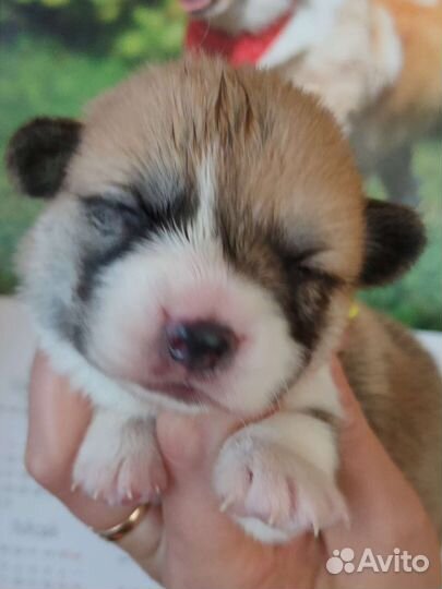 Вельш корги пемброк щенки на сентябрь