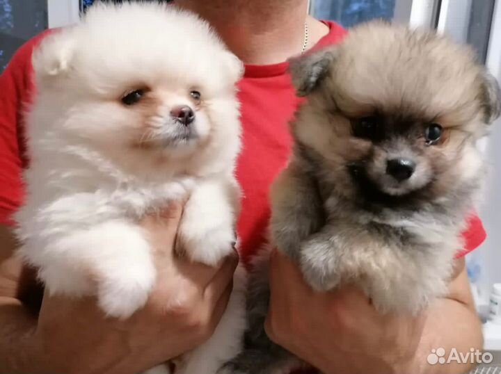 Померанский шпиц мини