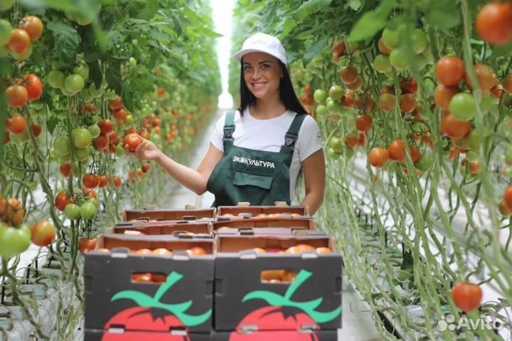 Сборщик овощей