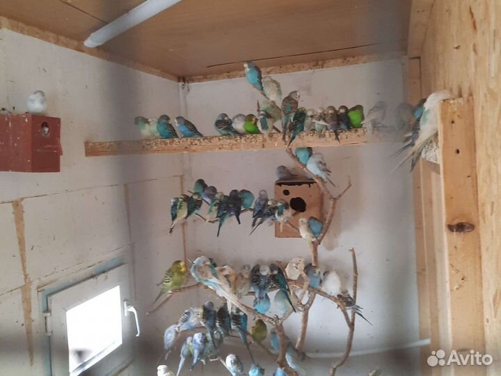 Волнистый попугай ручной