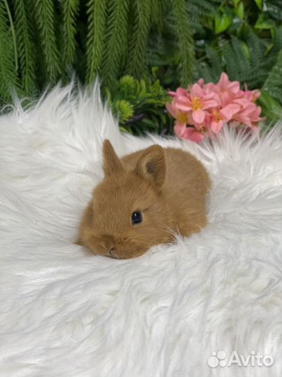 Супер мини кролик