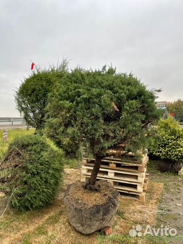 Можжевельник формированный виргинский