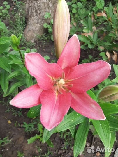 Лилия Кандидум и др