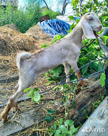 Козочка шами-нубийская