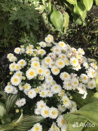 Мультифлора хризантема