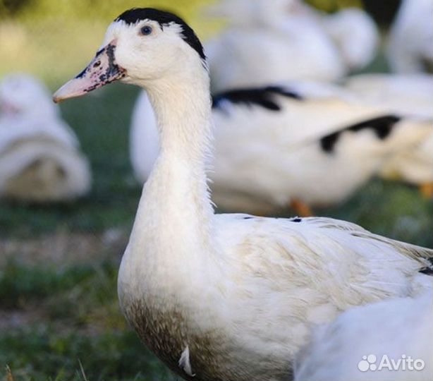 Утята Мулард