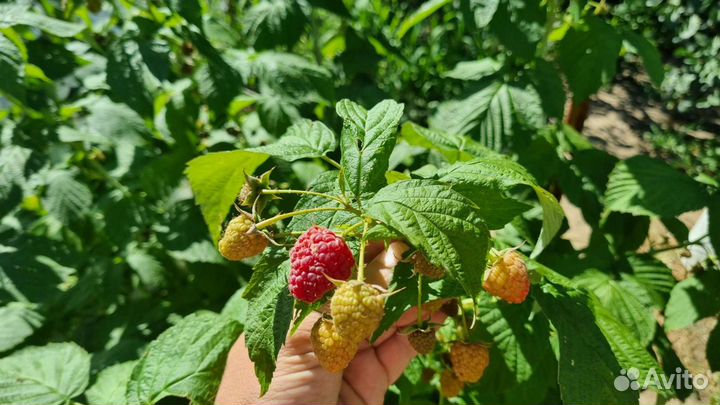 Саженцы ремонтантной малины полька/полана