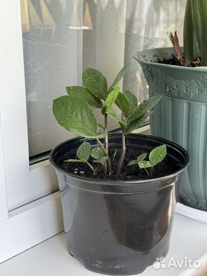 Замиокулькас (долларовое)