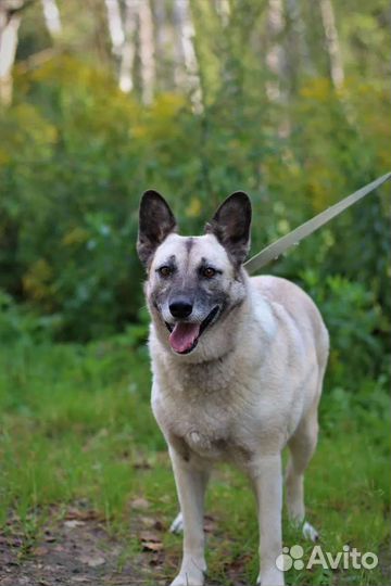 Собака в добрые руки