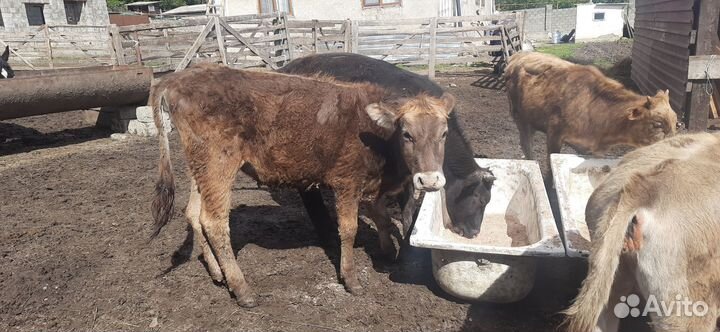 Телята бычки
