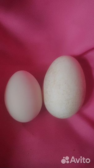 Утиные яйца, утята