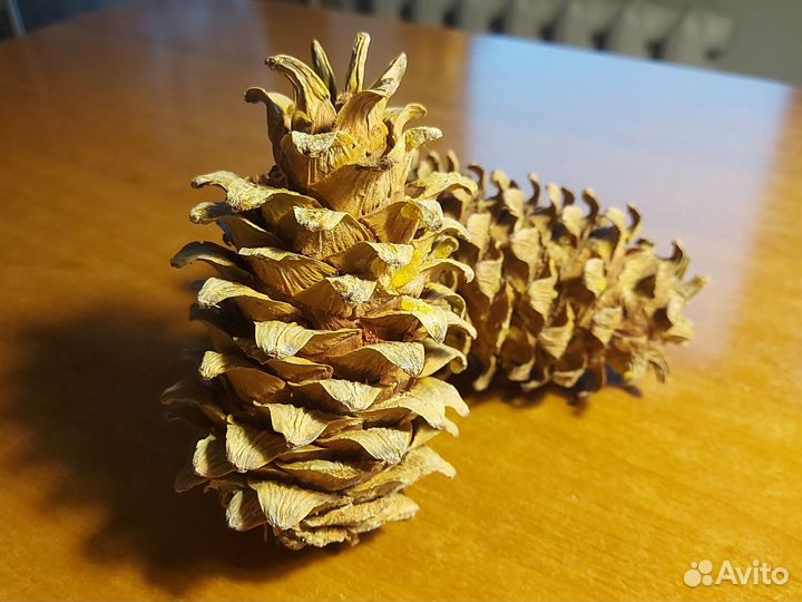 Шишка кедровая дальневосточная