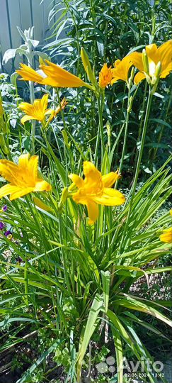 Лилейник саженец