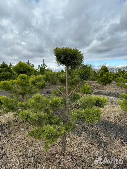 Сосна Бонсай