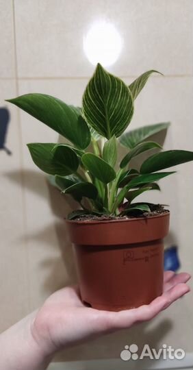 Филодендрон Биркин