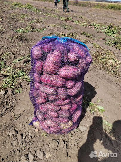 Продам картофель оптом