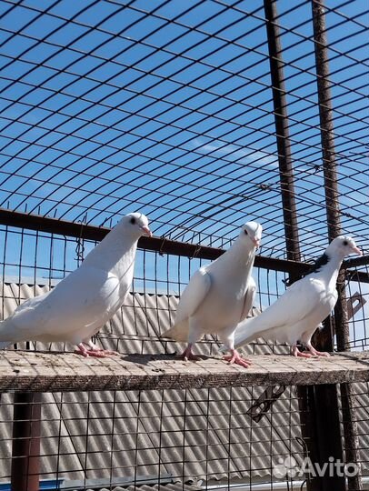 Голуби