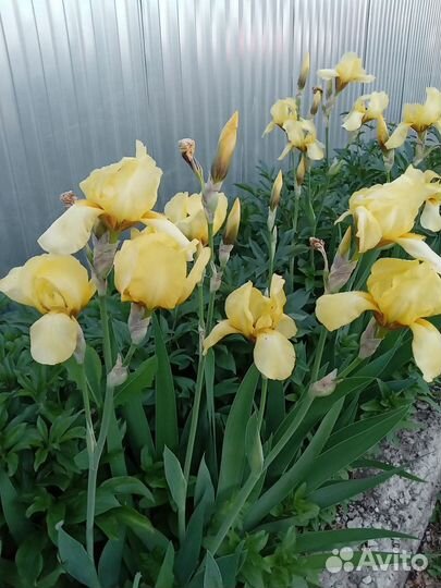 Жёлтые ирисы клубни