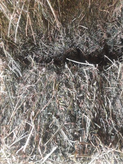 Корма для сельскохозяйственных животных