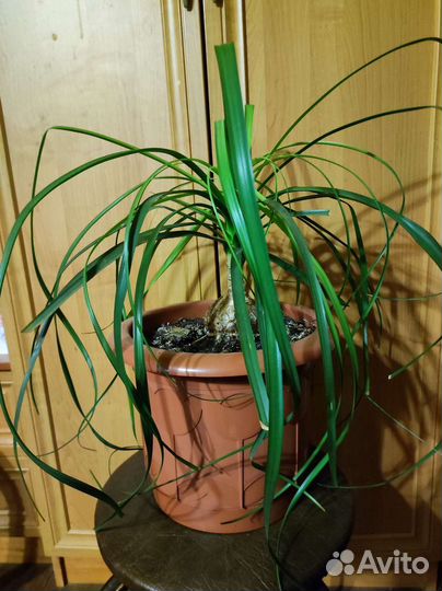 Бутылочное дерево