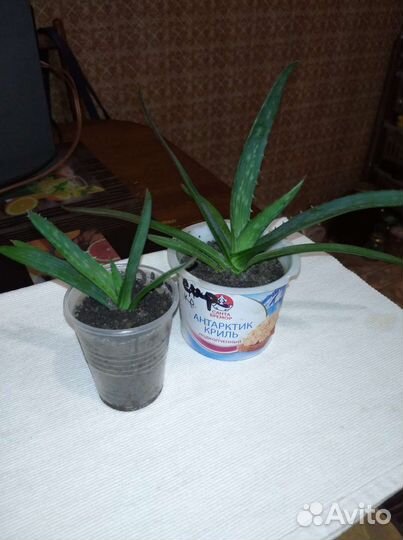 Комнатные растения цветы