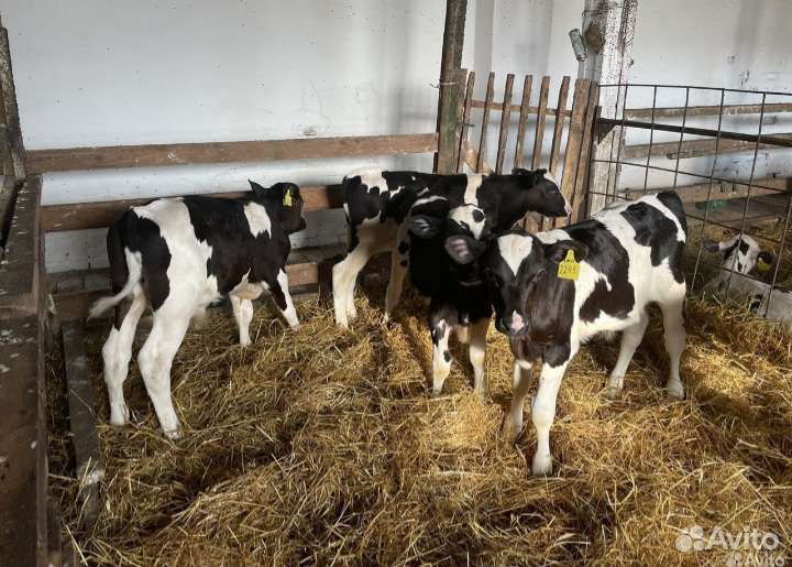 Телята бычки