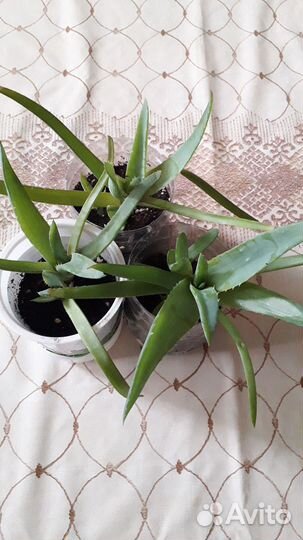 Алоэ вера и циндапсус золотые