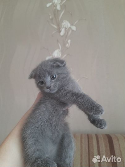 Отдам котят бесплатно.Сами кушают.Серый-девочка