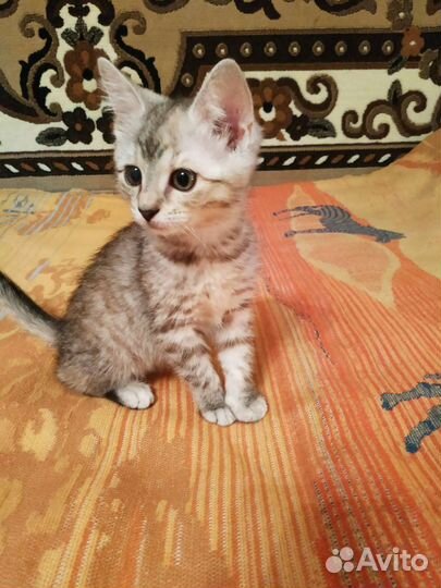 Котята в добрые руки бесплатно