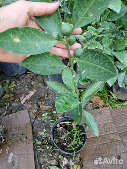 Саженцы апельсин, мандарин,лимон,кумкват