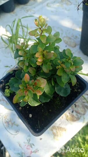 Саженцы барбариса