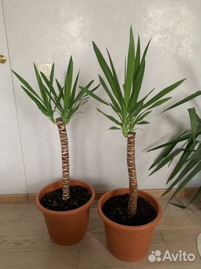 Юкка комнатная (2 растения в одинаковвх горшках)
