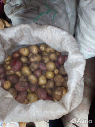 Продам картофель
