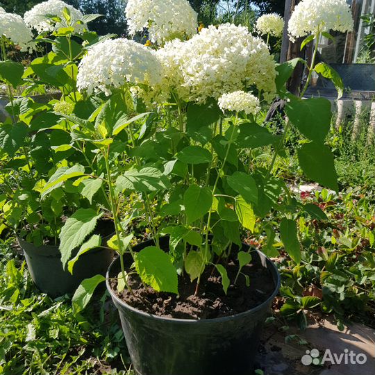 Гортензия древовидная