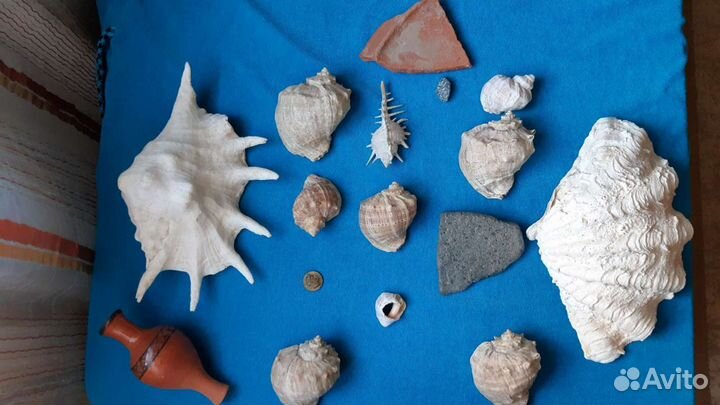 Морские ракушки