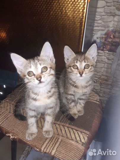 Отдам котят в добрые руки