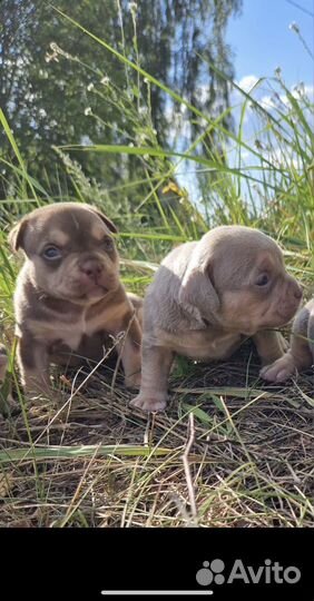 Американский булли топ цвета экзот-покет