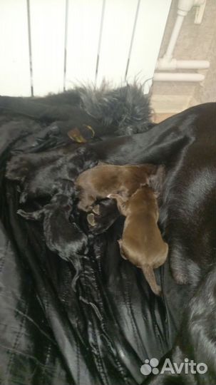 Щенята лабрадора в добрые руки