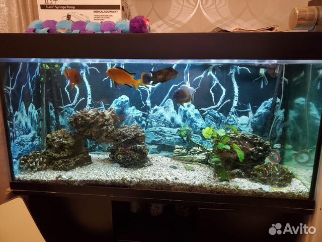 Аквариум 400 литров с тумбой купить в Москве | Животные и зоотовары | Авито
