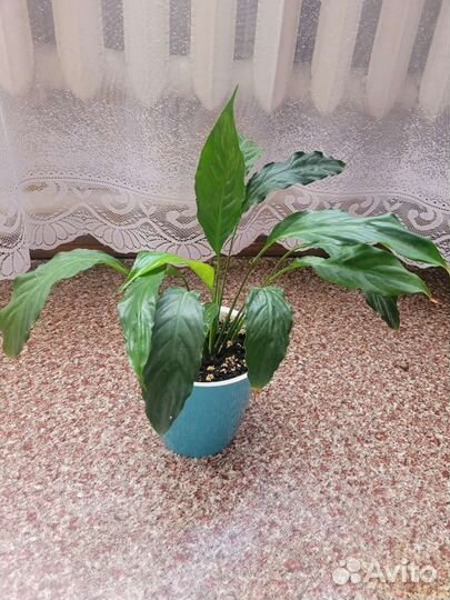 Комнатные растения