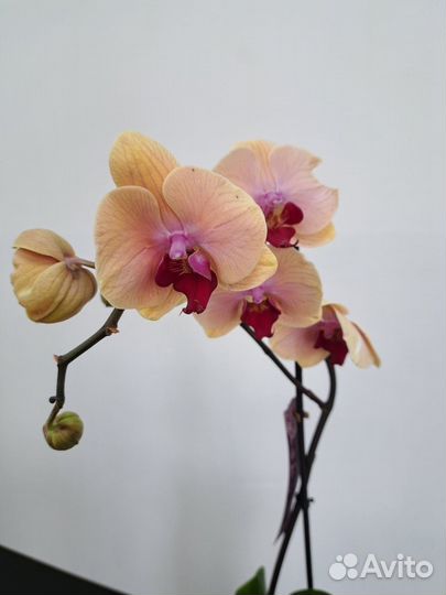 Орхидея