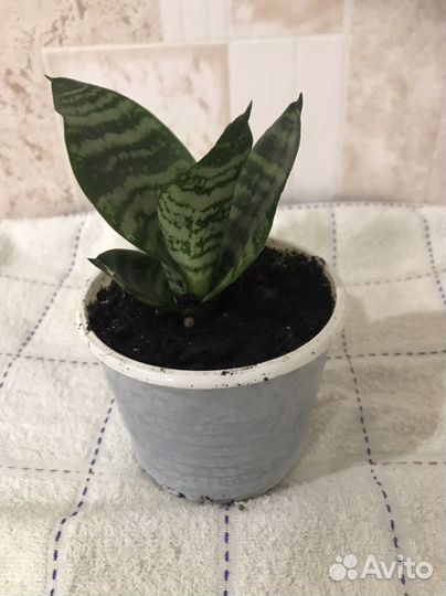 Сансевиерия