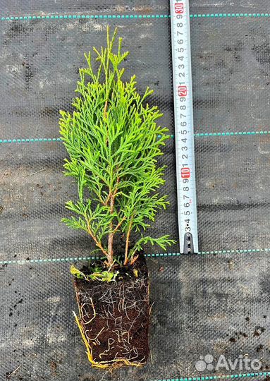 Саженцы Туи Смарагд опт